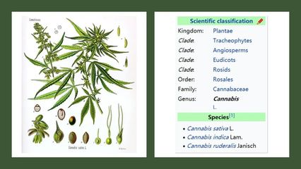 香精与香料(180)-火麻仁